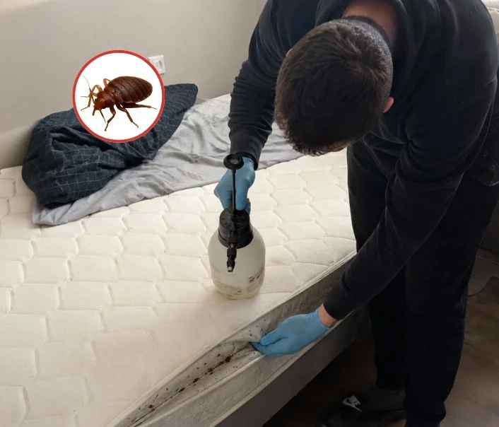 Technicien traitant un matelas contre les punaises de lit à Savigny-sur-Orge